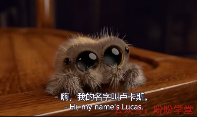 图片[2]早教启蒙-幼小衔接-小初高资料《Lucas the Spider》小蜘蛛卢卡斯 全34集 中英文字幕 百度网盘下载！早教启蒙-幼小衔接-小初高资料盼盼学堂